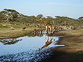 Zebra, Giraffe, and Wildebeest