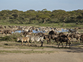 Zebra and Wildebeest