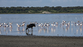 Wildebeest and Greater Flamingo