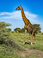 Maasai Giraffe