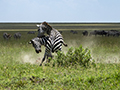 Common Zebra