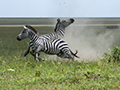 Common Zebra