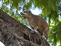 Tree Hyrax