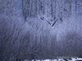 Bald Eagle in Flight