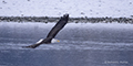 Bald Eagle in Flight