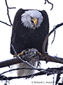 Bald Eagle with Salmon