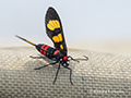 Wasp Moth