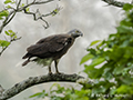 Grey-Headed Fish Eagle