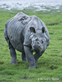 Indian Rhinoceros