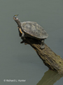 Indian Roofed Turtle