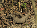 Bengal Monitor