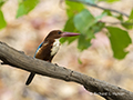 White Breasted Kingfisher