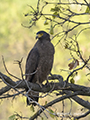 Crested Serpent Eagle