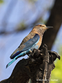 Indian Roller