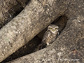 Spotted Owlet