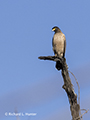 Crested Serpent Eagle