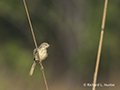 Speckled Piculet