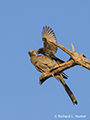 Grey Go-Away-Bird Under Attack (Botswana)