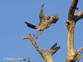 Grey Go-Away-Bird (Botswana)