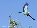 Lilac-Breasted Roller (Botswana)