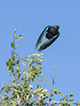 Cape Glossy Starling