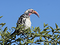 Southern Red-Billed Hornbill (Botswana)