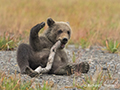 Coastal Brown Bear Cub with Stick