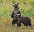 Coastal Brown Bear Cubs