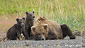 Coastal Brown Bear and Cubs