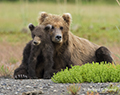 Coastal Brown Bear and Cub