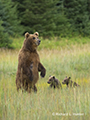 Coastal Brown Bear and Cubs