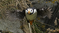 Horned Puffin