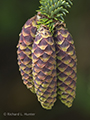 Sitka Spruce Pinecones