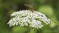 Queen Anne's Lace and Hoverfly