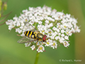 Queen Anne's Lace and Hoverfly