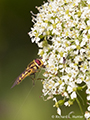 Queen Anne's Lace and Hoverfly