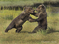 Coastal Brown Bear Cubs