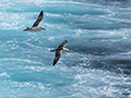 Northern Fulmar