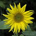 Sunflower, Lake Quinault Lodge