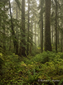 Foggy Forest, Sol Duc