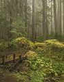 Foggy Forest, Sol Duc Trail