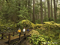 Sol Duc Trail Bridge