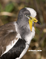 White-Headed Lapwing