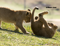 Lion Cubs Playing