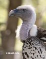 Rueppell's Vulture