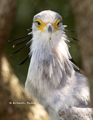 Secretary Bird