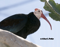 Southern Bald Ibis