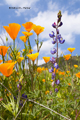 California Poppies