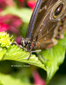 Blue Morpho