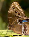 Blue Morpho (underside)